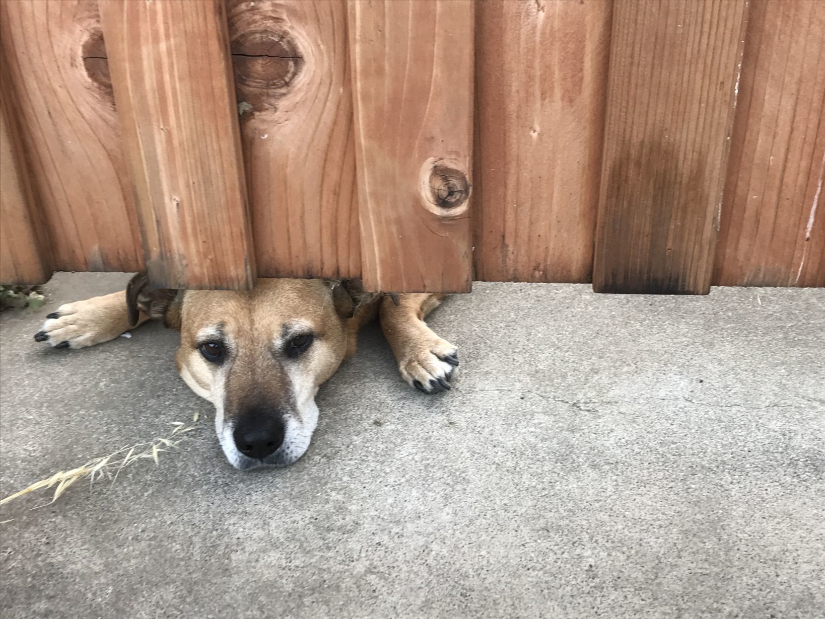 Pic of the Litter: Haylee